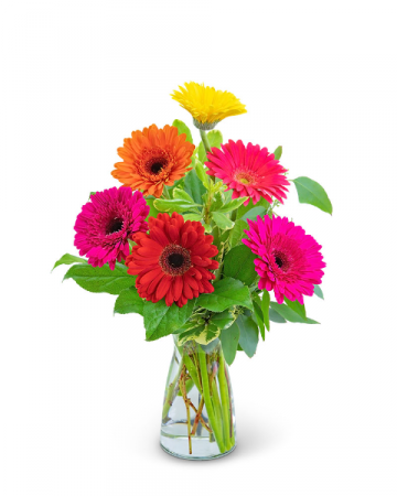 Gleeful Gerbera Assorted Colors Flower Arrangement