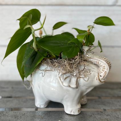 Intelligent Elephant Pothos Plant