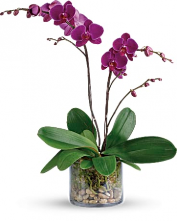 Glorious Gratitude Orchid 