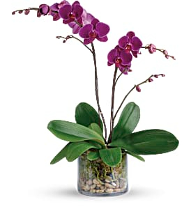 Glorious Gratitude Orchid Plant