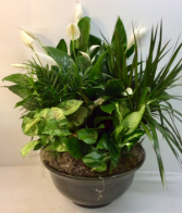 Glorious Green Plants 