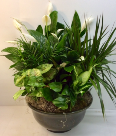 Glorious Green Plants 