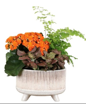 Gloss Lines CRMC Planter