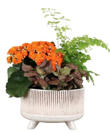 Gloss Lines CRMC Planter