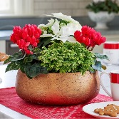  Gold Pot Tropical Plants   