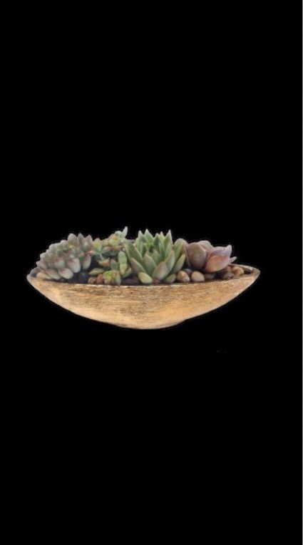 Gold  Succulent Garden  