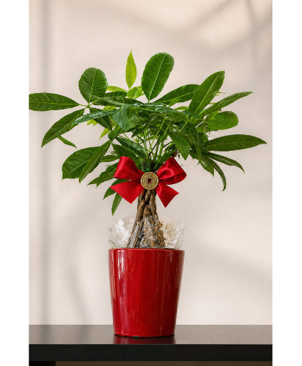 Golden Fortune Pachira (Money Tree)  Call Us for Faster Service & Daily Specials: (915) 303-8500 Text Us to Order Anytime: (915) 505-3708 Your trusted source for Flowers & Delivery in El Paso TX