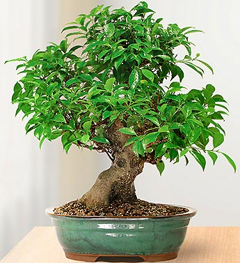 syzygium paniculatum bonsai Live Brush Cherry Bonsai main image 1