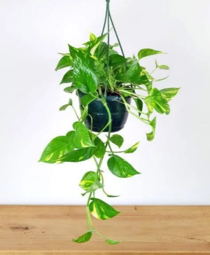 Golden Hanging Pothos plant