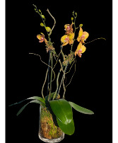 Golden Orange Orchid Plant  Plant 