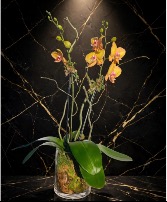 Golden Orange Orchid Plant  Plant 