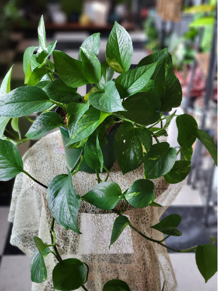 Golden Pothos Green Plant