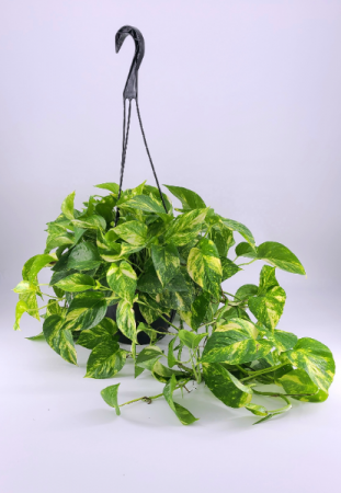 Golden Pothos Hanging Basket in Burlington, VT - Kathy + Company Flowers |  Burlington Florist