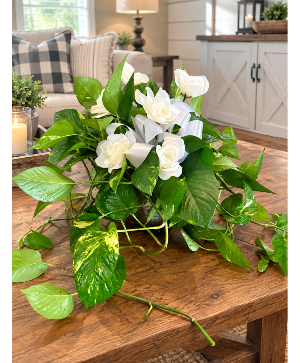 Golden Pothos Ivy 
