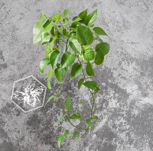Golden Pothos 