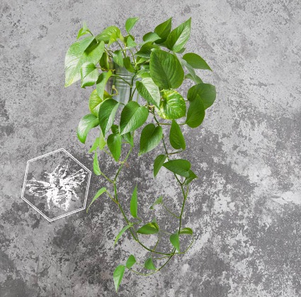 Golden Pothos 