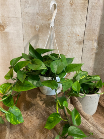 Golden Pothos plant