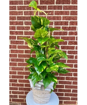 Golden Pothos Plant