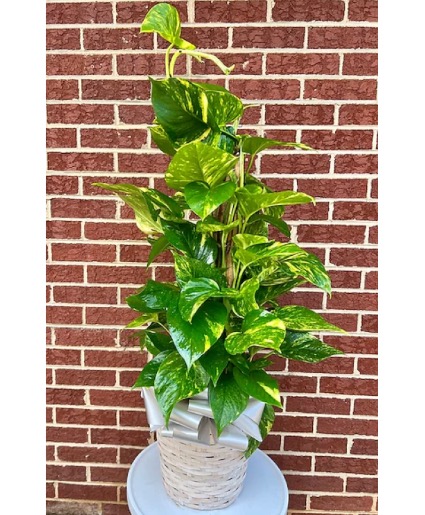 Golden Pothos Plant