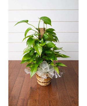 Golden Pothos Plant Scindaspus aureus