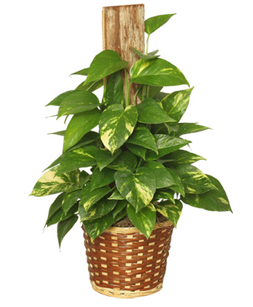 GOLDEN POTHOS PLANT Scindaspus aureus in Albany, NY | Ambiance Florals & Events