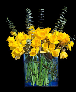 Golden Trumpets Daffodils