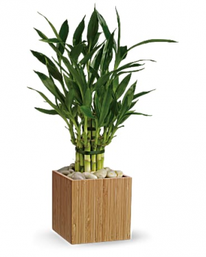 Good Luck Bamboo 