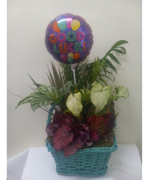 Good luck dish garden 
