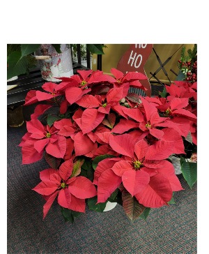 Gorgeous Red Poinsettia 