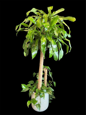 Corn Plant 