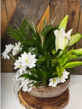 Graceful Greens & Blooms Dish Garden