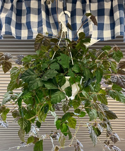 Grape Ivy Plant