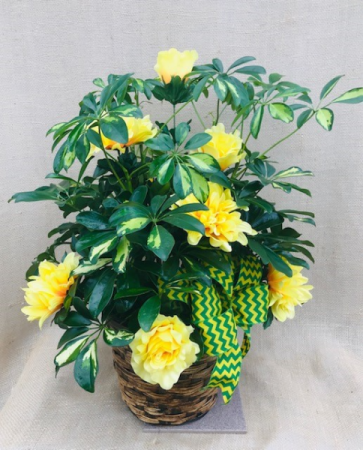 Green And Gold Forever Schefflera Arboricola Plant