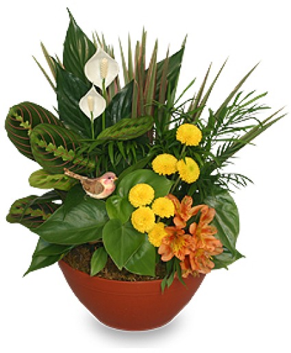 Green and lush dish garden plants