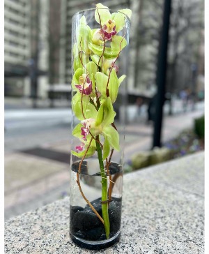 Green Cymbidium Orchid tower 
