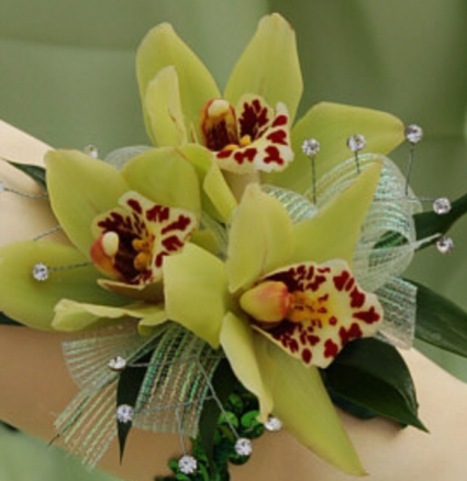 Green cymbidium orchid wristlet  Corsages 