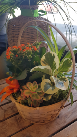 Green Garden Dish Garden