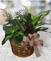 Green Glory Dish Garden FHF-D01 Assorted Plants (local delivery only)