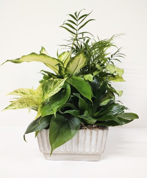 HARMONY DISHGARDEN 