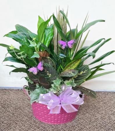 Green Meadow Dish Garden FHF-G02 Assorted Plants (local delivery only)