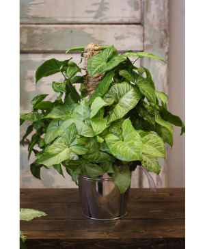 Green Nephthytis Plant