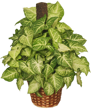 GREEN NEPHTHYTIS PLANT  Syngonium podophyllum  in Cary, NC | GCG FLOWER & PLANT DESIGN