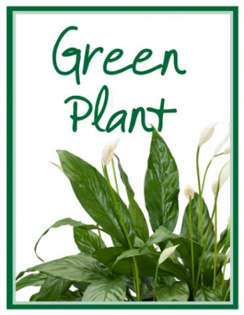 Green Plant  Designer's Choice in Nevada, IA | Flower Bed