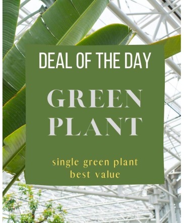 Green Plant Deal of the Day Arrangement in Ann Arbor, MI | Norton's ' Chelsea Flower Shop
