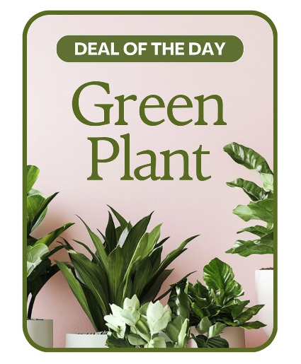 Green Plant Deal of the Day Flower Arrangement