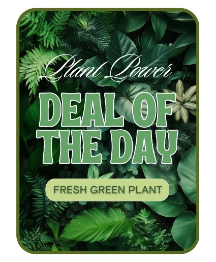 Green Plant Deal of the Day Flower Arrangement