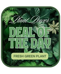 Green Plant Deal of the Day Plant