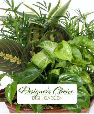 Dish Garden Designer's Choice Green plant 