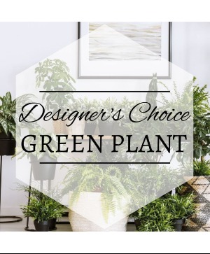 green plant  plant 