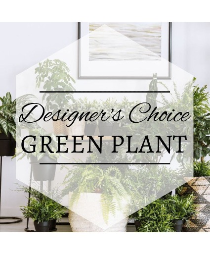 green plant  plant 